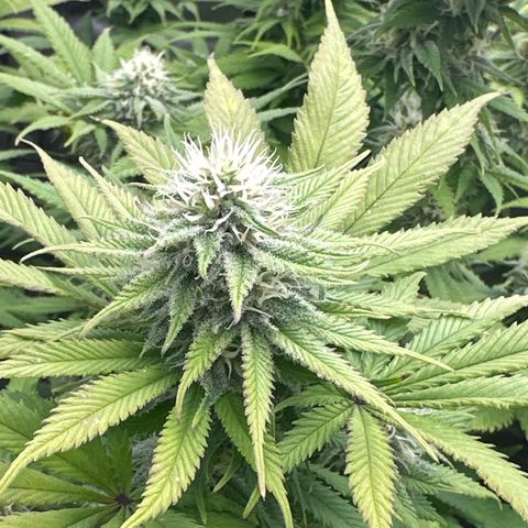 FPOG#1  growlog timeline photo