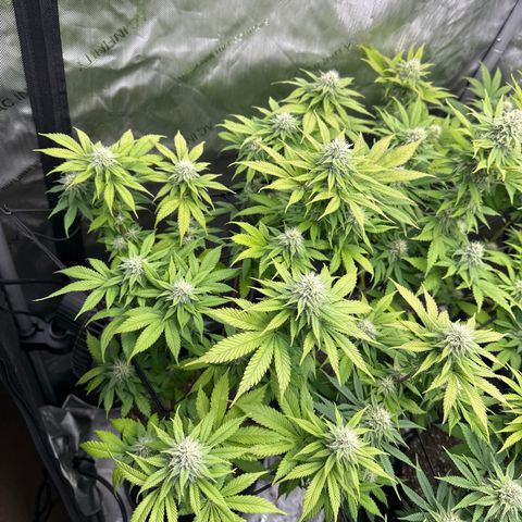 FPOG#1  growlog timeline photo
