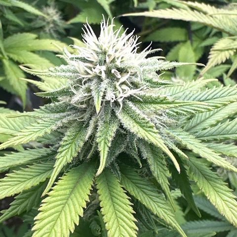 FPOG#1  growlog timeline photo