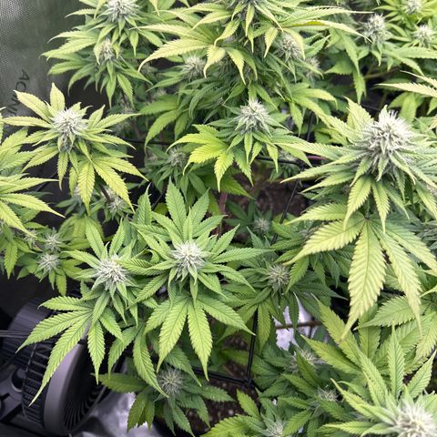 FPOG#1  growlog timeline photo