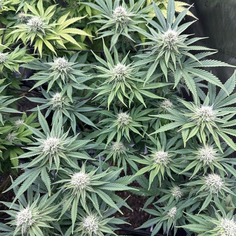 GL#5 growlog timeline photo