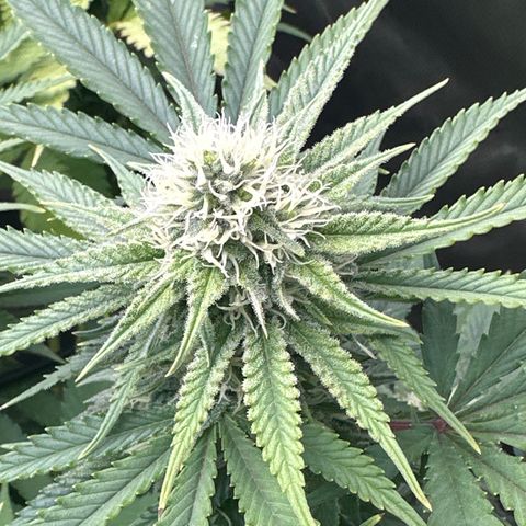GL#5 growlog timeline photo