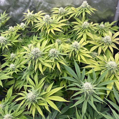 GL#1 growlog timeline photo