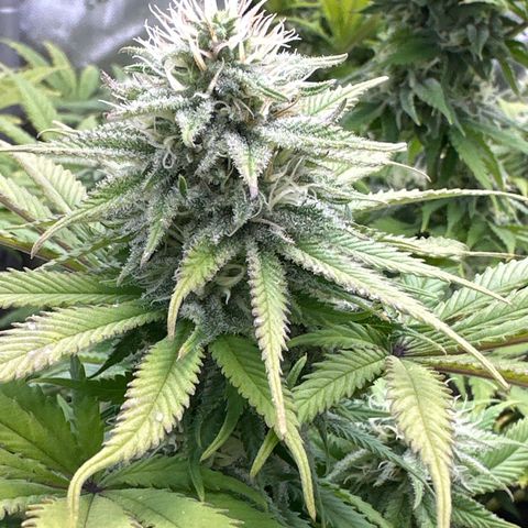 FPOG#1  growlog timeline photo