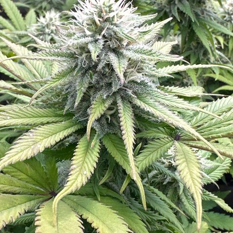 FPOG#1  growlog timeline photo