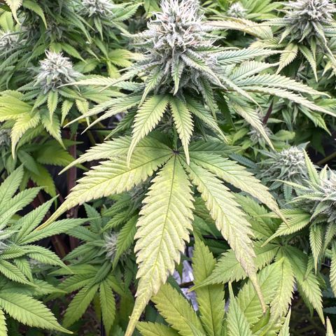 FPOG#1  growlog timeline photo