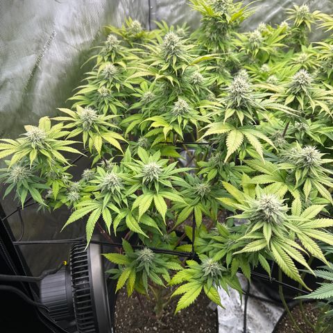 FPOG#1  growlog timeline photo