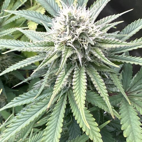 GL#5 growlog timeline photo