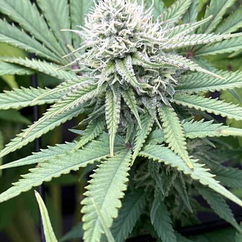 GL#5 growlog timeline photo