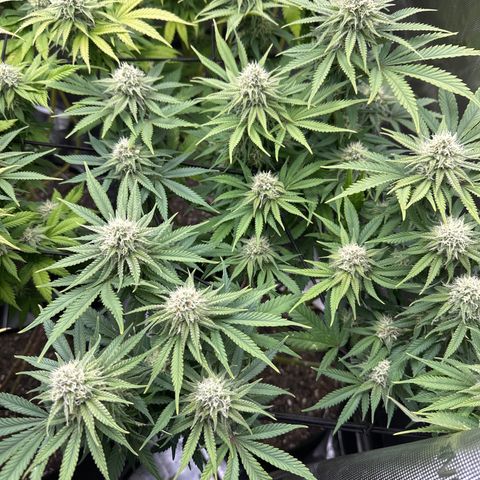 GL#5 growlog timeline photo