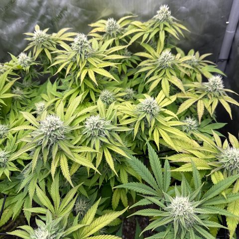 GL#1 growlog timeline photo