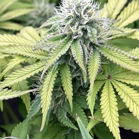 GL#1 growlog timeline photo