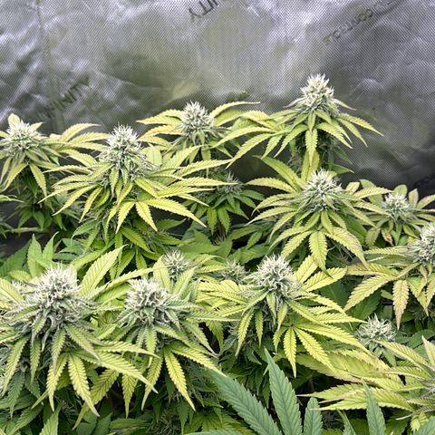 GL#1 growlog timeline photo