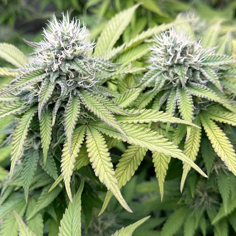 GL#1 growlog timeline photo