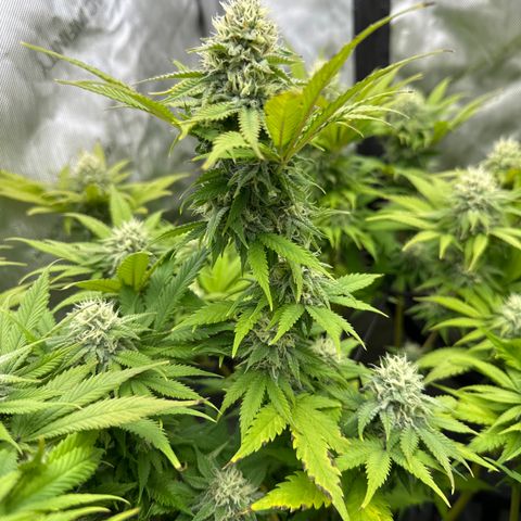 GL #3 growlog timeline photo