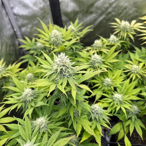 GL #3 growlog timeline photo