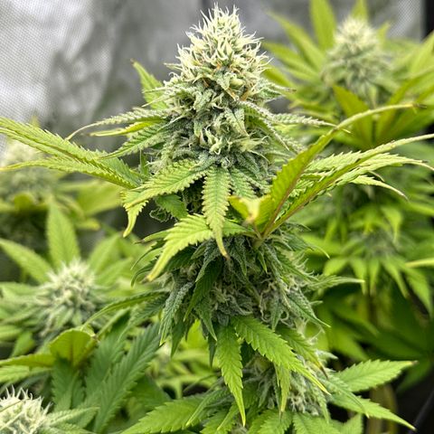 GL #3 growlog timeline photo