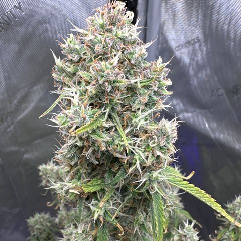 OG#4 growlog timeline photo