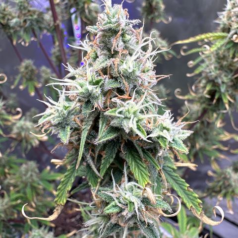 OG#4 growlog timeline photo