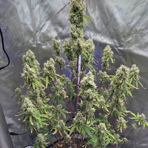 OG#4 growlog timeline photo