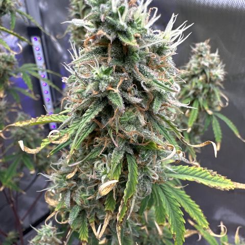 OG#4 growlog timeline photo