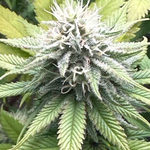 FPOG#1  growlog timeline photo