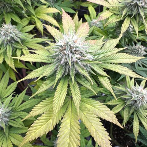 FPOG#1  growlog timeline photo