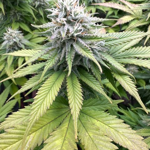 FPOG#1  growlog timeline photo