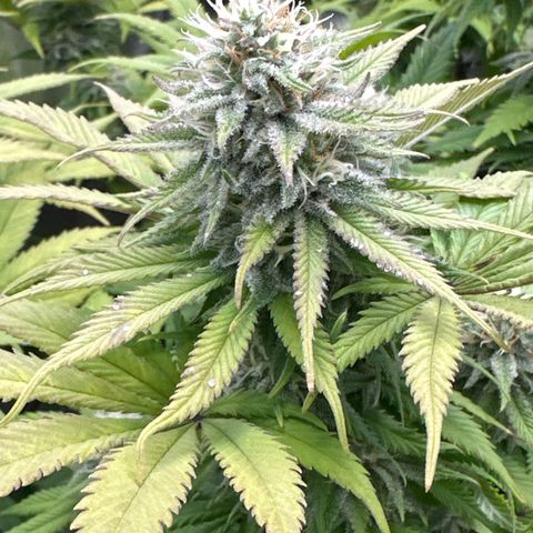 FPOG#1  growlog timeline photo