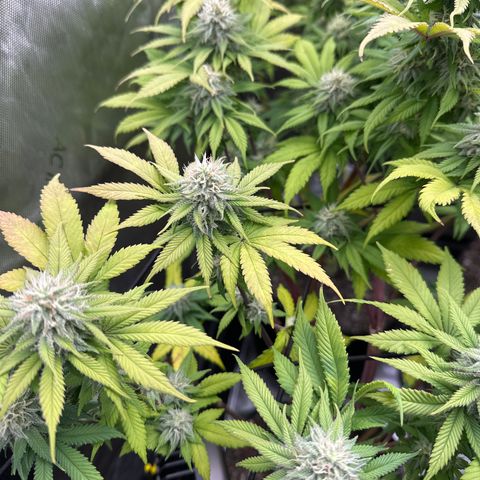 FPOG#1  growlog timeline photo