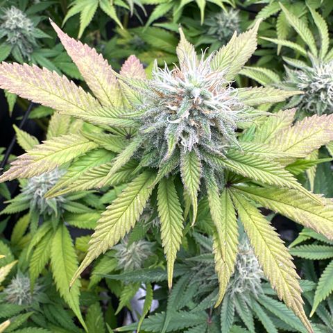 FPOG#1  growlog timeline photo