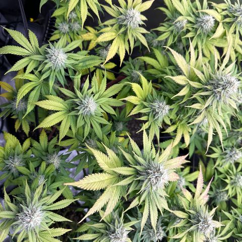 FPOG#1  growlog timeline photo