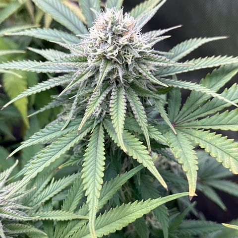 GL#5 growlog timeline photo