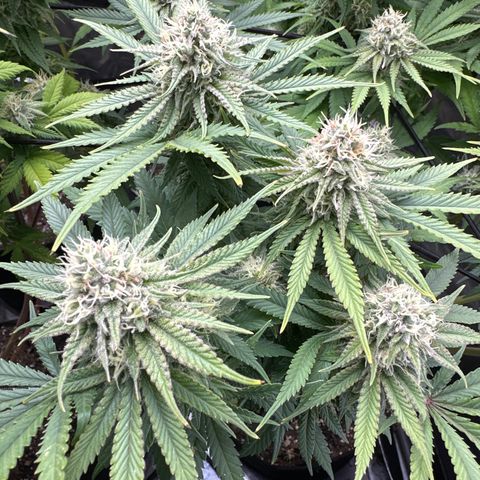 GL#5 growlog timeline photo