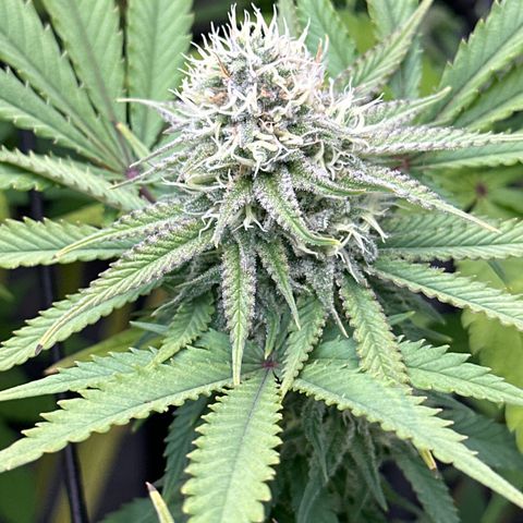 GL#5 growlog timeline photo