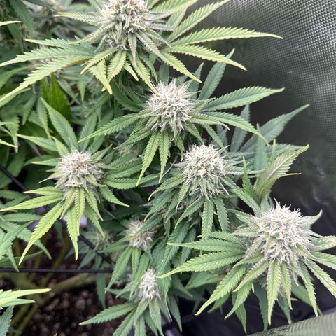 GL#5 growlog timeline photo