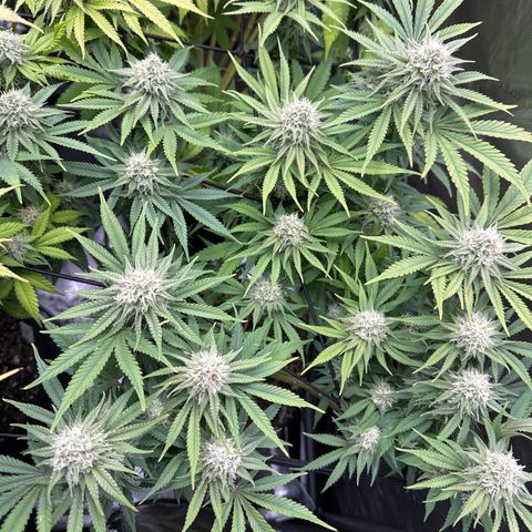 GL#5 growlog timeline photo