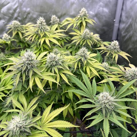 GL#1 growlog timeline photo