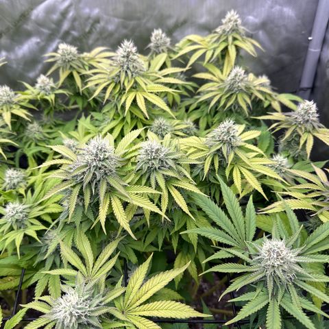 GL#1 growlog timeline photo