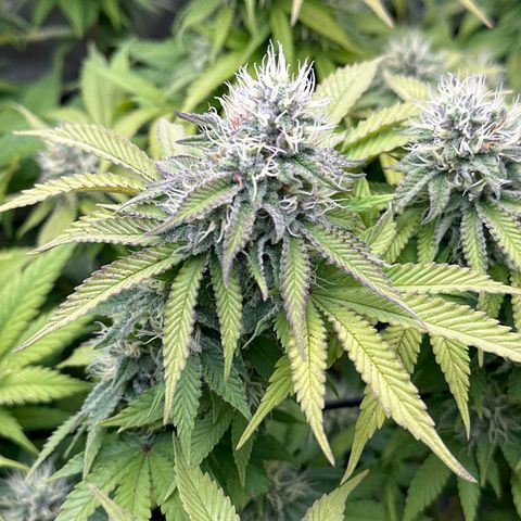 GL#1 growlog timeline photo