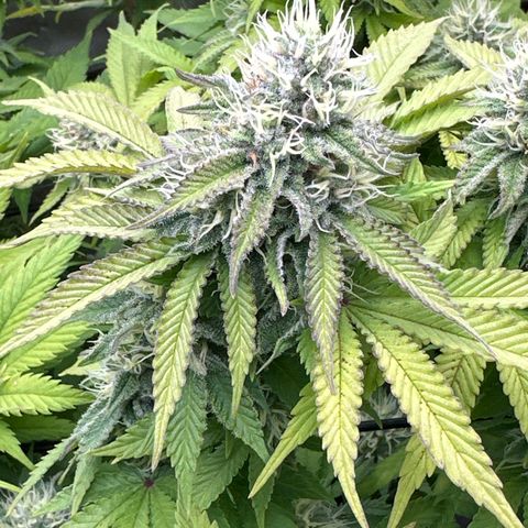 GL#1 growlog timeline photo
