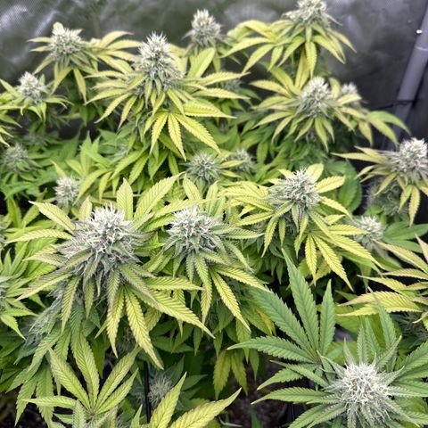 GL#1 growlog timeline photo