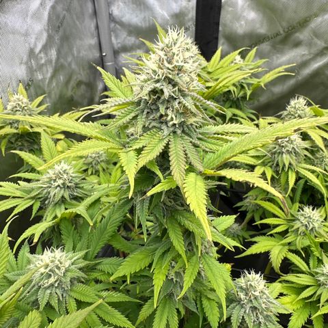 GL #3 growlog timeline photo