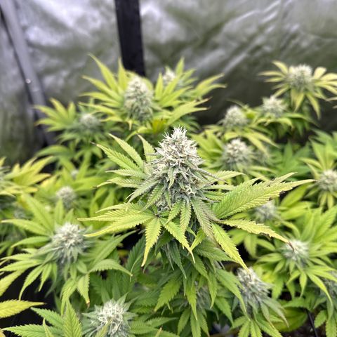 GL #3 growlog timeline photo