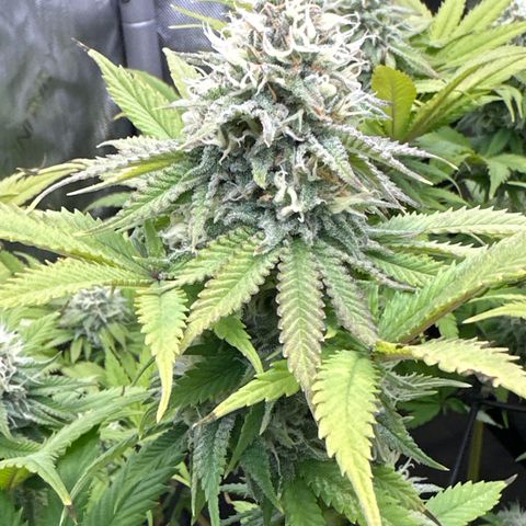 GL #3 growlog timeline photo