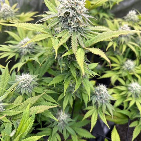 GL #3 growlog timeline photo
