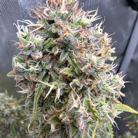 OG#4 growlog timeline photo