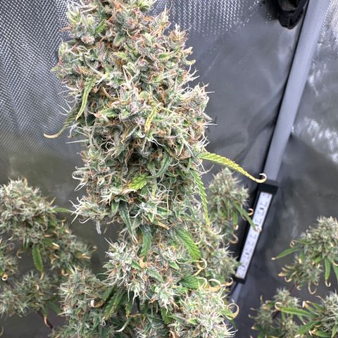 OG#4 growlog timeline photo