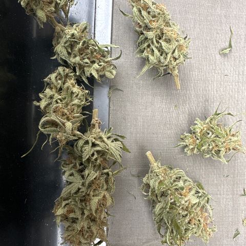 OG#2 growlog photo: starting trim 
