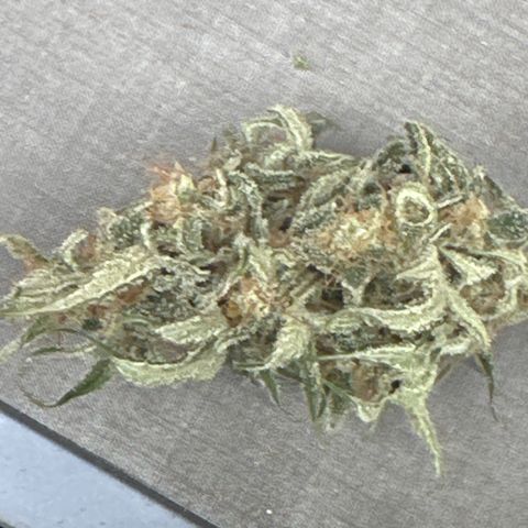 OG#2 growlog photo: starting trim 